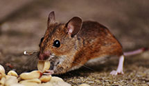 24 Hour & Emergency Exterminators in Thrivent Finan For Lutherans, WI